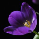 Brothers Nalbandyan and Amiryan MIsh - Violet Tulip
