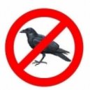 ENERGY™ - Rooks Flew