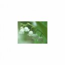 Mindfulness Healing Bgm Project - Lily of The Valley & Refresh (Original Mix)