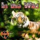Bufinjer - In The Wild