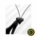 The Wodka - Single Sign