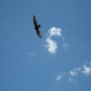 Osc Project - Flying Soul