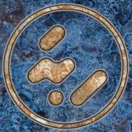 Dez Williams - consuming shadow