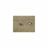 Mindfulness Healing Sleep BGM Project - Kiriko and Frustration