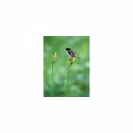 Mindfulness Healing Sleep BGM Project - Envelope and Life