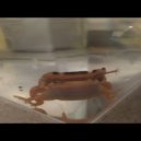 Dirty Lee - natto