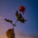 J.R.L. - Sunflower ()