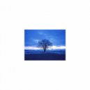 Mindfulness Healing Sleep BGM Project - Hyacinth and Contingency map (Sleep BGM)