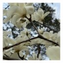 Flowers Manson - Grn.5 ()
