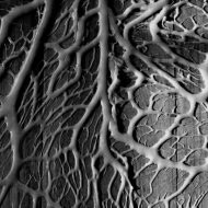 Acidulant - The Untold Possessions