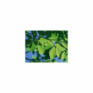 Mindfulness Healing Sleep BGM Project - Earth and Life
