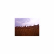Sleep BGM Mindfulness - Sleep BGM Lily of the valley and Stress Free