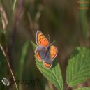 Viktor Vos - Butterfly (Original Mix)