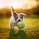 Patas para el pensamiento & Academia del sueño canino & Ansiedad De Los Perros - Profundidades De La Quietud Perruna