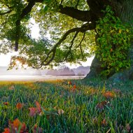 Jully - Morning Mist