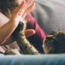 Aesthetic Music & Relaxing Music for Cats & Relaxing Music for Cats Moments - Lofi Soothing Kitty Sounds