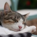 ChillHop Beats & Music for Cats Deluxe & Cat Nap - Feline's Rest in Waves