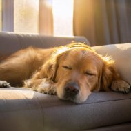 Bosque ambiental & Música para perros de moda & Musica para Perros Momentos - Progresiones Lofi Relajadas