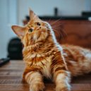 Music for Resting Cats & Music for Cats Vibes & Lofi Vibes - Serenade of Whiskers ()