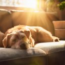Desayuno suave & Zona de relajación para perros & Perros relajantes - Patrones Caninos Suaves ()