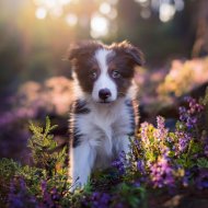 Caminos de Niebla & Armonía para Perros & Ondas de Relajación Canina - Sonidos Acogedores Del Compañero