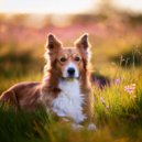 Joyful Harmony Music & Dog Music Sessions & Calm Dog Moments - The Comfort Of Familiar Sights