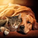 Pet Balance & Cricket Sounds & Calm Music for Pets - Calm Sound for Pet ()