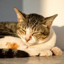 Sabor dulce & Latidos suaves & Pioneros del lo-fi profundo - Melodías Suaves De Gatos ()
