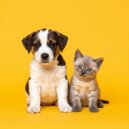 Perro relajarse & Ruido de Colores Radio 1 & Música para tu perro - Ritmos Para El Cachorro Que Ama Jugar