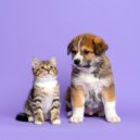 Lista de reproducción Classy Bossa Piano Jazz & Juguetes para piano & Conjunto de música relajante d - El Pulso Lento De Una Mascota Dormida