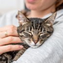 El Arte de Relajar Gatitos & Cala tranquila & Lluvia Mozart - Noches Tranquilas De Gatos Con Melodía Orquestal