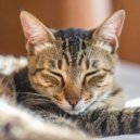 Melodas Tranquilas & Reflexiones Pacficas & Melodas Calmantes - Comodidad Suave De Lofi Para Gatos ()