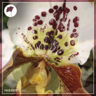 Dancing On Lego - I Just Want You To Smile