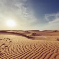 Osc Project - Desert Rose